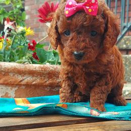 Hot Pink - Red  female Goldendoodle puppy in Little Rock, Arkansas from Adorable Mini Doodles LLC