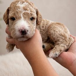 Orange - Cream male Goldendoodle puppy in Lindon, Utah from Ruby’s Minidoodles LLC