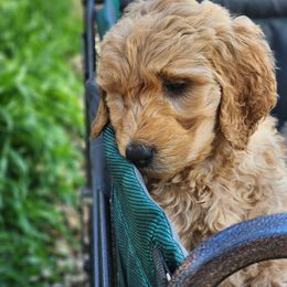Goldendoodle Puppies from Doodle Love 559