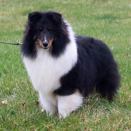Austin - Shetland Sheepdog