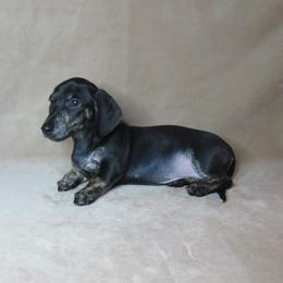Brindle - Brindle female Dachshund puppy in Pana, Illinois from Doxie Waggin Tails