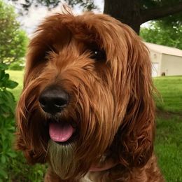 Australian Labradoodle All Grown Up from Cabin Hill Labradoodles