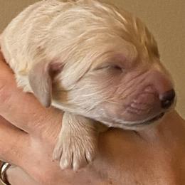 "Goldendoodle born 2/6/2020" Goldendoodle, Golden Retriever, and Sheepadoodle Puppies from Guppy Puppies