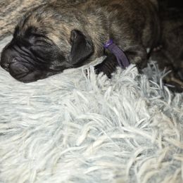 Doberman Pinscher and Great Dane Puppies from Draggin Dobermans & Great Danes