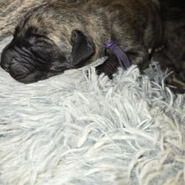 Doberman Pinscher and Great Dane Puppies from Draggin Dobermans & Great Danes