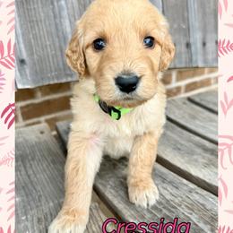 Cressida - Cream female Goldendoodle puppy in Caddo Mills, Texas from Fire Wife Doodles