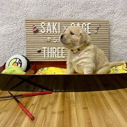 Golden Retriever Puppies from Golden Wise