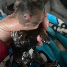 Boy - Black and mahogany male Rottweiler puppy in Mancelona, Michigan from Nicolle Stone