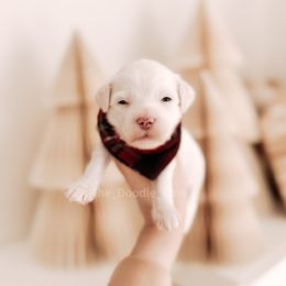 Heirloom - RL Christmas - Cream male Goldendoodle puppy in Syracuse, Indiana from The Doodle Cove