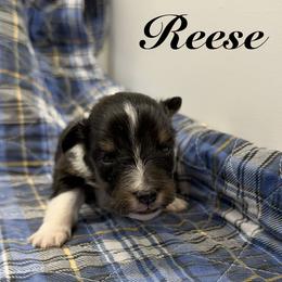 Reese - Black white and tan female Shetland Sheepdog puppy in Wolcott, Indiana from Southside Shelties
