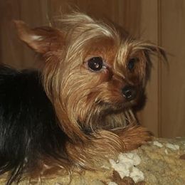 Biewer Terriers and Yorkshire Terriers from Terry's Terriers