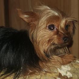 Biewer Terriers and Yorkshire Terriers from Terry's Terriers