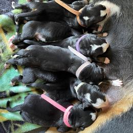 Greater Swiss Mountain Dog Puppies from Woodland Swissie’s