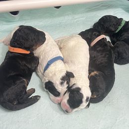 Bernedoodle puppies from Doodles & Danes