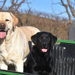 Labrador Retrievers from Stonehouse Labradors