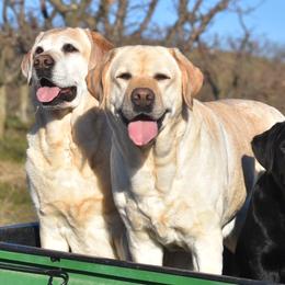 Labrador Retrievers from Stonehouse Labradors