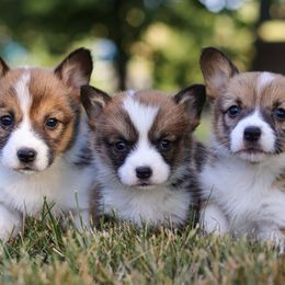 Pembroke Welsh Corgi puppies from Admar Canines