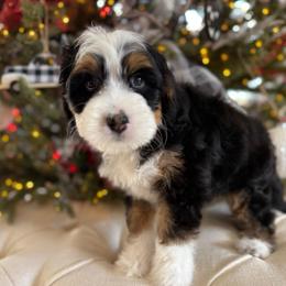 Brittle - Tri-color female Bernedoodle puppy in Murrieta, California from Brookside Bernedoodles