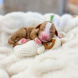 Ray - Red  male Goldendoodle puppy in Sulphur, Louisiana from Curly Q’s Of Carlyss