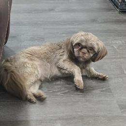 Dawn - Shih Tzu