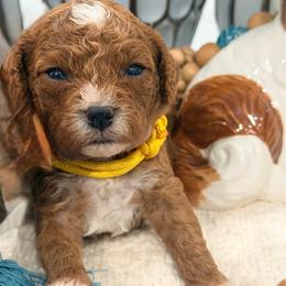 Everest - Red female Cavapoo puppy in Apple Valley, California from Fletcher Fuzzy Friends