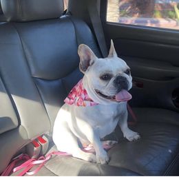 Bailey - French Bulldog