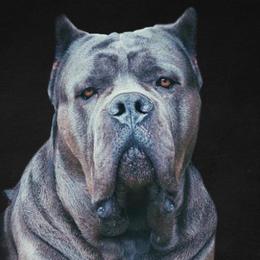 Fig - Cane Corso