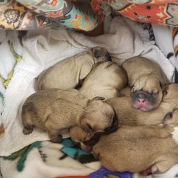 French Bulldog Puppies from Relic French Bulldogs