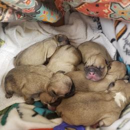 French Bulldog Puppies from Relic French Bulldogs