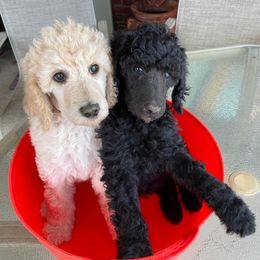 Poodles from Malo's Poodles
