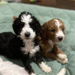 Bernedoodles from Rooper Doodles