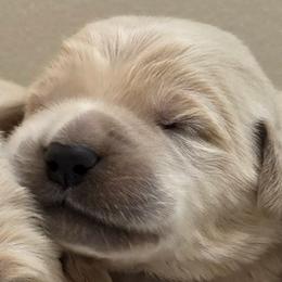 Boy 1 - Light golden male Golden Retriever puppy in Milford, Michigan from Servant Kennel