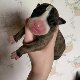 Girl 3 - female Alapaha Blue Blood Bulldog puppy in Grafton, Ohio from Eclipse Alapaha Kennels