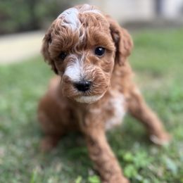 Jinu - Red male Cavapoo puppy in Orange, California from SoCal Cavapoos