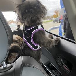 Shih Tzu Puppies from Margaret Szegda