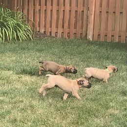 Boerboel Puppies from Grace and H.B. Kennel