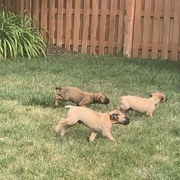 Boerboel Puppies from Grace and H.B. Kennel