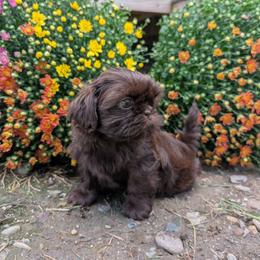 Harlan - Chocolate male Shih Tzu puppy in West Pawlet, Vermont from Morgan's Shih Tzus