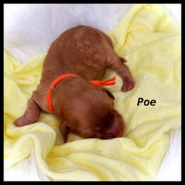 Boy 1 - Cavapoo puppy in Spokane, Washington from Treasured Cavaliers of the Pacific Northwest