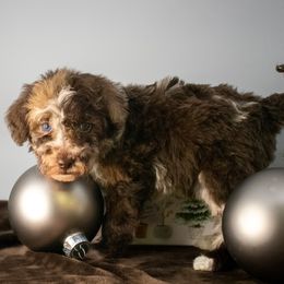 Birdie Purple Girl - Chocolate female Goldendoodle puppy in Lafayette, Alabama from Sweethaven Kennels