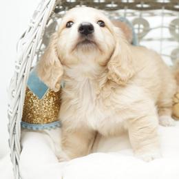 Olaf - Cream male Dachshund puppy in Big Rapids, Michigan from 30 Acre Woods Dachshunds