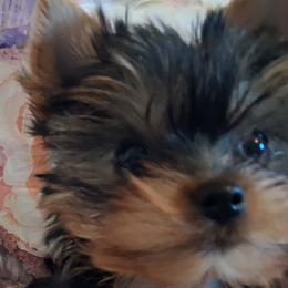 Yorkshire Terriers from Charlene Riedel