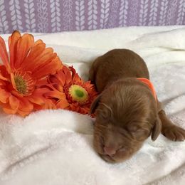 Australian Labradoodle Puppies from Chickadee Labradoodles