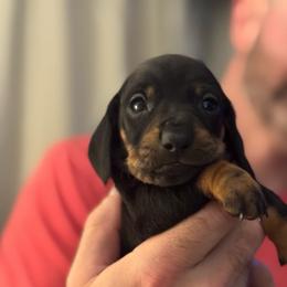 Lark - Black and tan male Dachshund puppy in Richmond, Kentucky from Cemcade Dachshunds