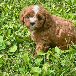 Peach - Red female Cavapoo puppy in Macomb, Missouri from Hunter's Puppies