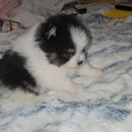 Moby - Black and tan parti male Pomeranian puppy in Angleton, Texas from Pomeranian Palace, LLC