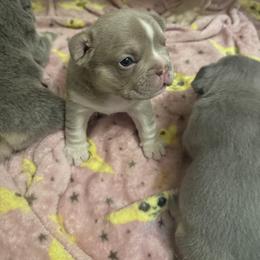 French Bulldog Puppies from French Kisses