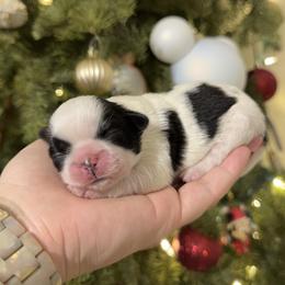 Dottie - Black and white female Shih Tzu puppy in Northridge, California from Our ShihTzu Family