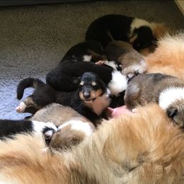 Collie Puppies from Foxglove Farms Collies