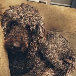 Buddy - Australian Labradoodle